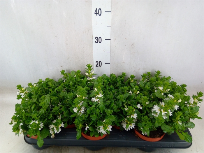<h4>Scaevola  'Whirlwind White'</h4>
