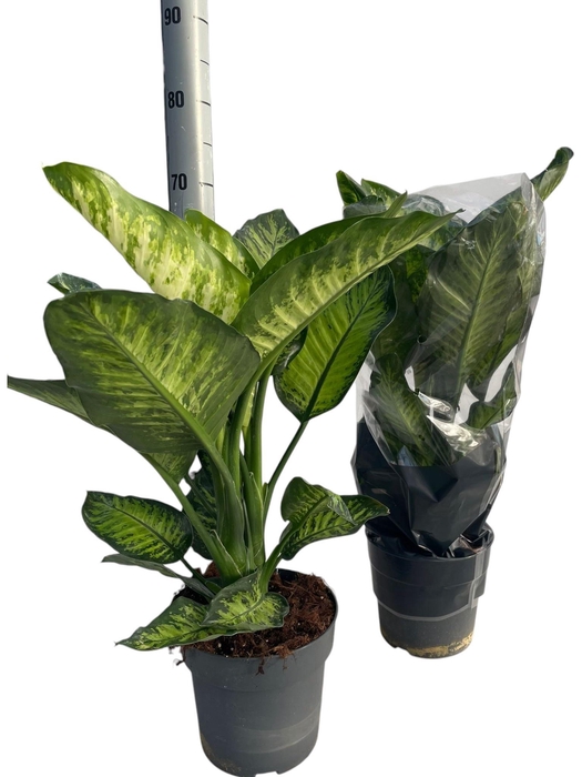 <h4>DIEFF SE TROP JEWEL</h4>