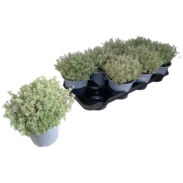 <h4>Thymus citriodorus 'Silver Queen'</h4>