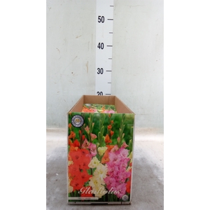 Gladiolus   ...flowerbulbs