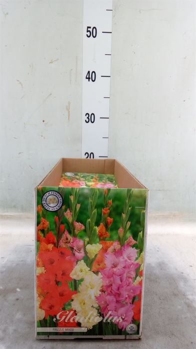 <h4>Gladiolus   ...flowerbulbs</h4>