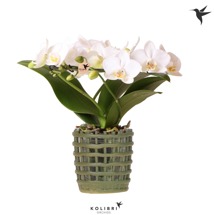 <h4>Kolibri Orchids Phalaenopsis Halo white in Mesh pot green</h4>