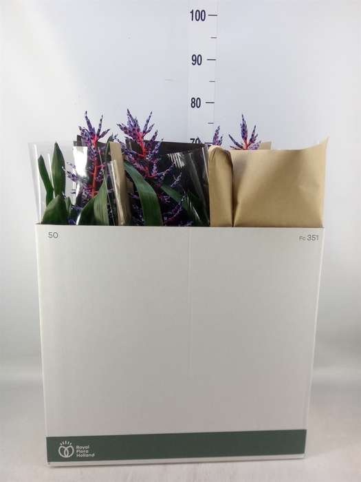 <h4>Aechmea  'Blue Rain'</h4>