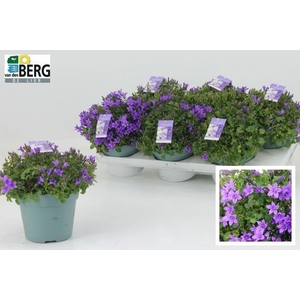 CAMP PORTENSCHLAGIAN