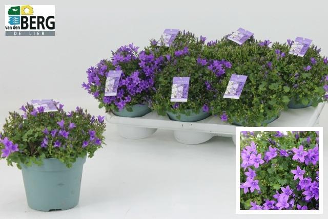 <h4>CAMP PORTENSCHLAGIAN</h4>