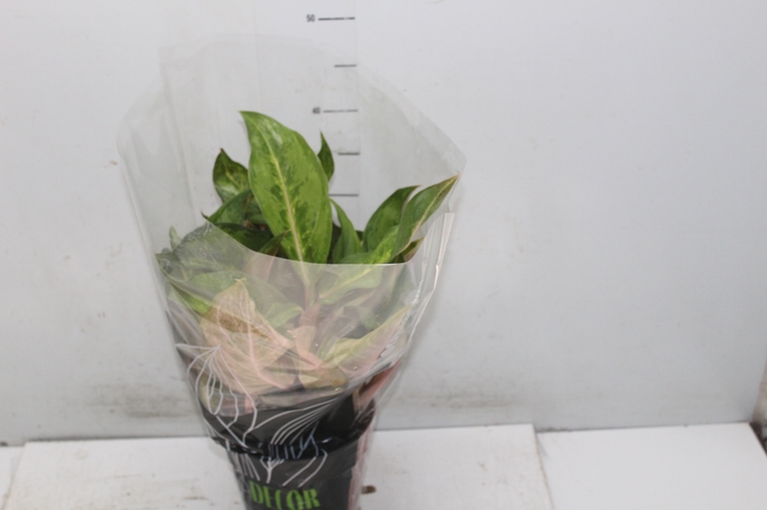 <h4>AGLAONEMA P17</h4>