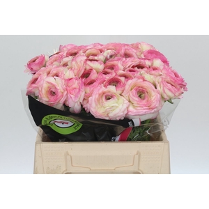 Ranunculus Clooney Felicitade Dark