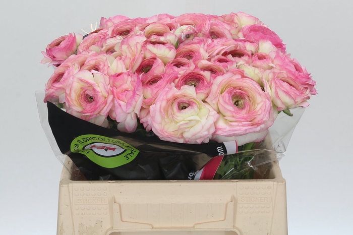 <h4>Ranunculus Clooney Felicitade Dark</h4>