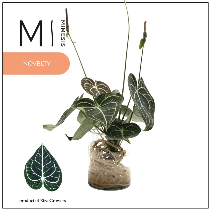 <h4>Mimesis Crystallium KARMA Clarinervium - Aqua Melkbus</h4>