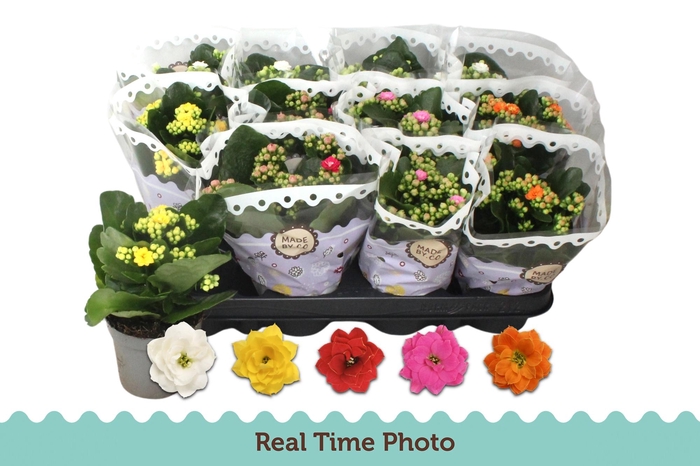 <h4>KAL GE GEM 5 KL</h4>