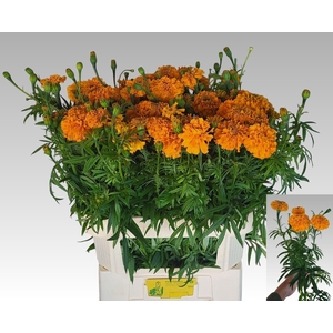 TAG E PROMISE ORANGE