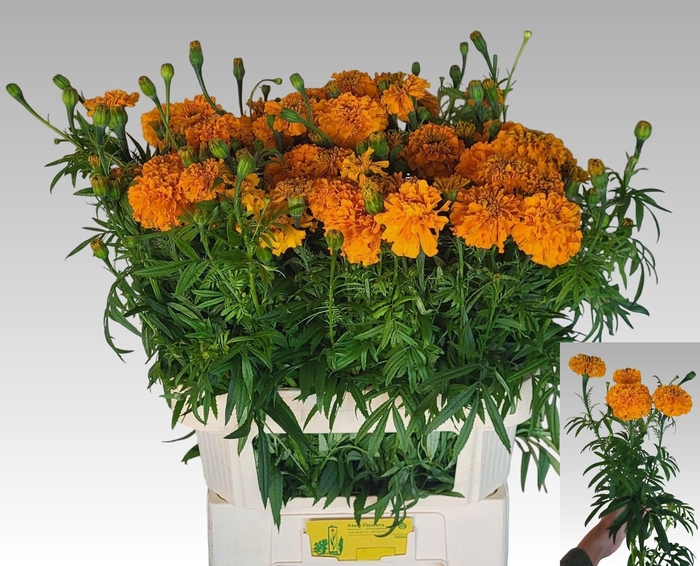 <h4>TAG E PROMISE ORANGE</h4>