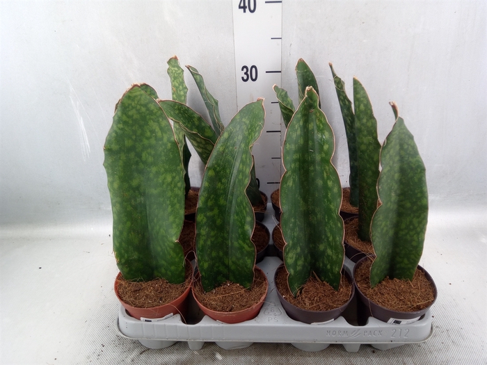 Sansevieria   ...