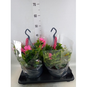 Mandevilla am. 'Sundav Pretty Rose'