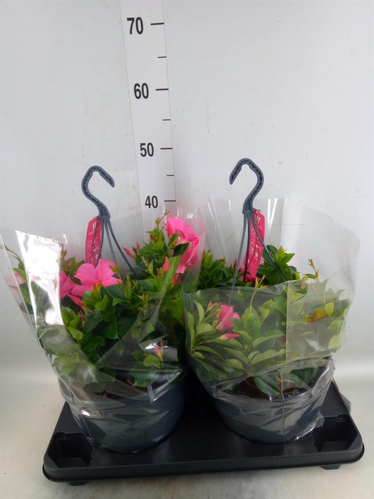 <h4>Mandevilla am. 'Sundav Pretty Rose'</h4>