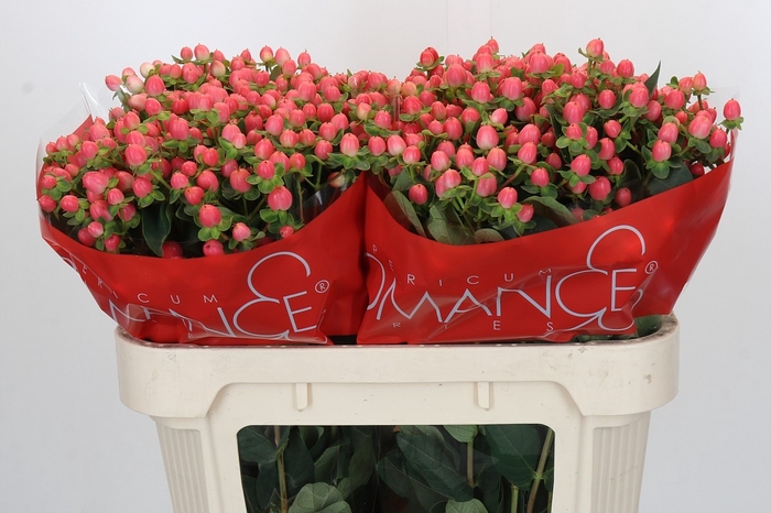 <h4>HYP SWEET ROMANCE</h4>
