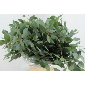 EUC POPULUS MEDAGLIA 300GR