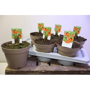 Frit Imp Aurora Orange