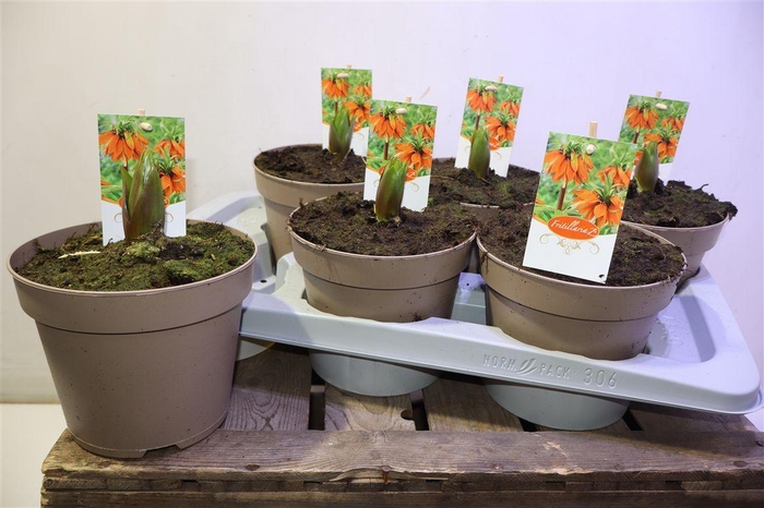 <h4>Frit Imp Aurora Orange</h4>