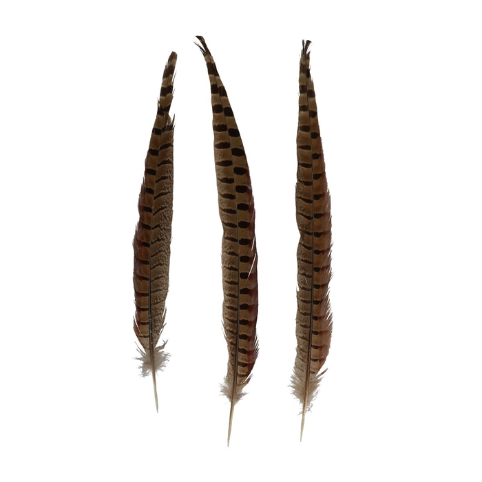 <h4>Feathers Pheasant 30-35cm x2</h4>