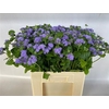 Ageratum Blue Horizon