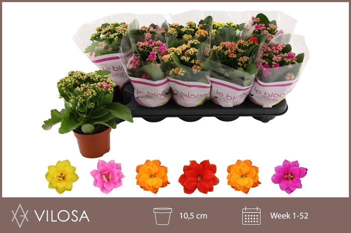 <h4>KAL GE GEM 6 KL</h4>