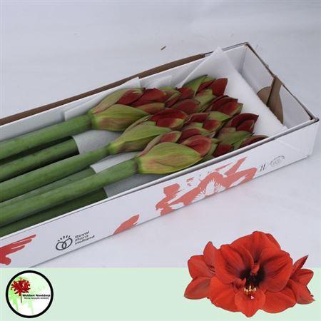 <h4>Hipp Ga Ferrari</h4>