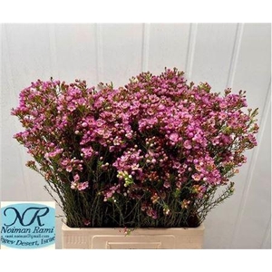 Chame Adi Extra 70cm