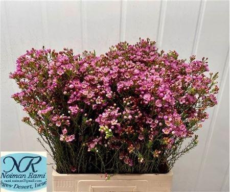 <h4>Chame Adi 70cm</h4>