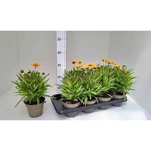 CORE GRANDIFLORA