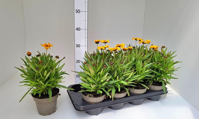 <h4>CORE GRANDIFLORA</h4>