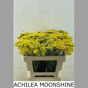 ACHIL MOONSHINE