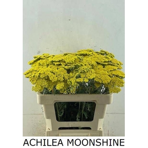 ACHIL MOONSHINE