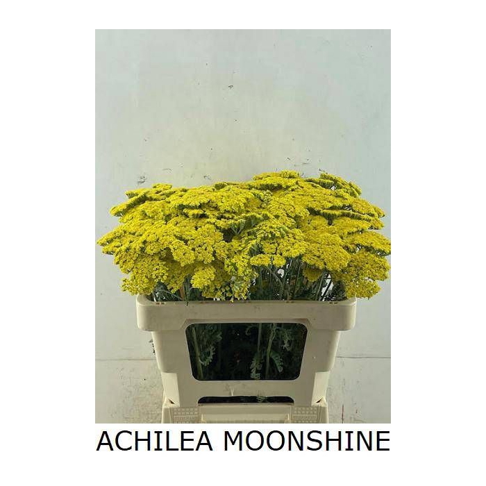 <h4>ACHIL MOONSHINE</h4>