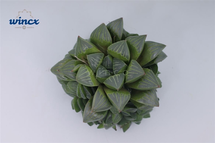 <h4>Haworthia Retusa Cutflower Wincx-5cm</h4>