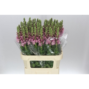 Antir Lavender