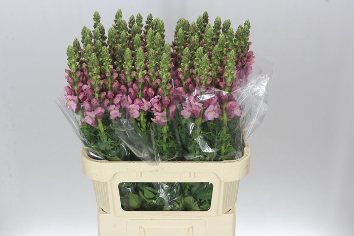 <h4>Antir Lavender</h4>
