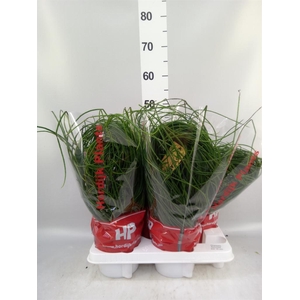 Rhipsalis floccosa