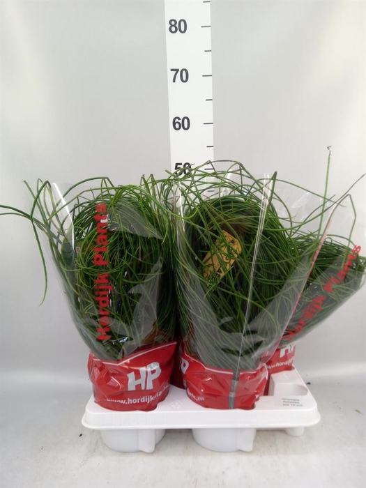 <h4>Rhipsalis floccosa</h4>