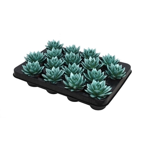 Echeveria coloured metallic green