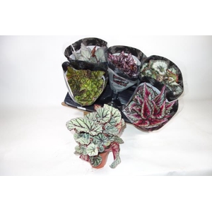 Begonia rex mix 13Ø 25cm