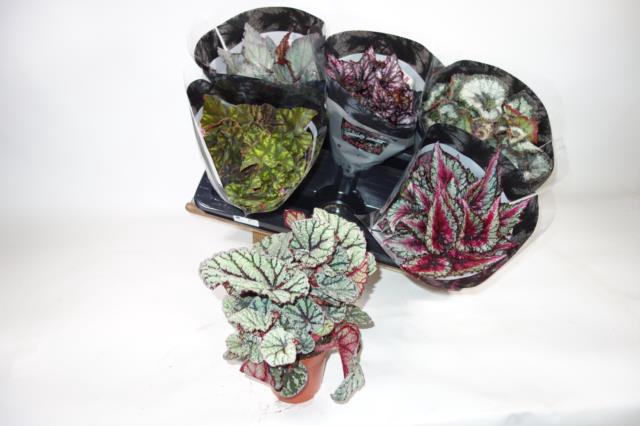 Begonia rex mix 13Ø 25cm