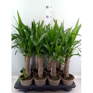 Yucca