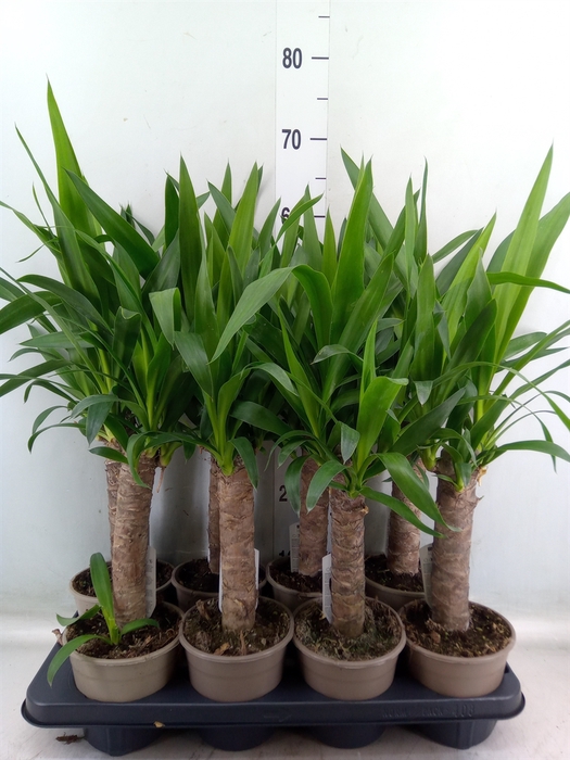 <h4>Yucca</h4>