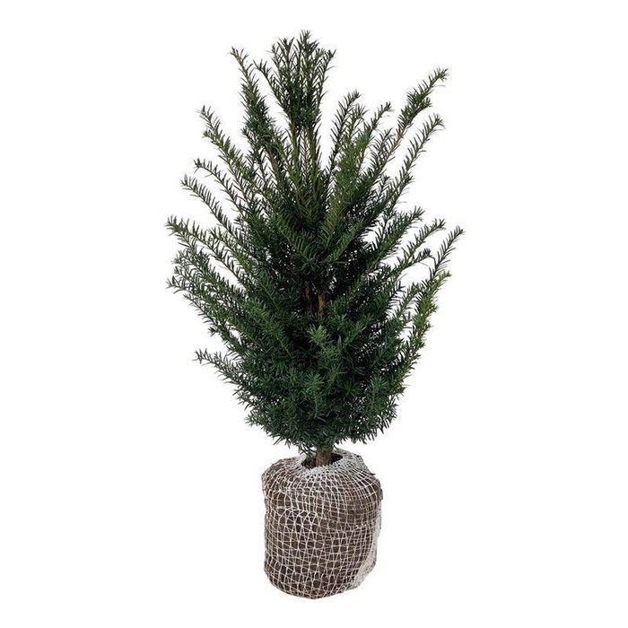 <h4>Taxus baccata</h4>