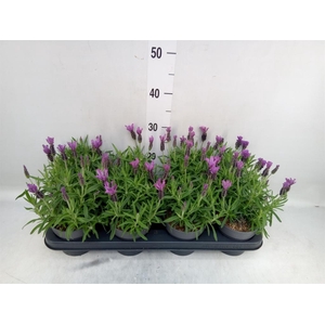 Lavandula stoec. 'Bella Toscane'