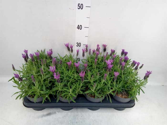 <h4>Lavandula stoec. 'Bella Toscane'</h4>
