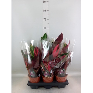 Stromanthe sanguin. 'Triostar'