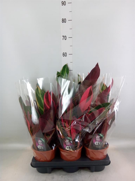 <h4>Stromanthe sanguin. 'Triostar'</h4>