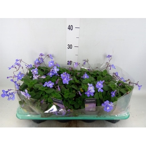 Streptocarpus saxorum